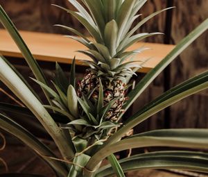 Preview wallpaper pineapple, fruit, leaves, palm
