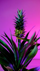 Preview wallpaper pineapple, fruit, plant, background