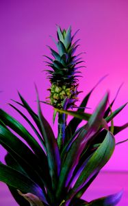 Preview wallpaper pineapple, fruit, plant, background