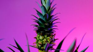 Preview wallpaper pineapple, fruit, plant, background