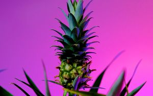Preview wallpaper pineapple, fruit, plant, background