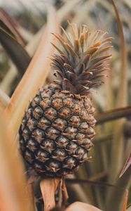 Preview wallpaper pineapple, fruit, tropical, plant, leaves