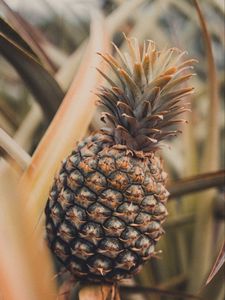 Preview wallpaper pineapple, fruit, tropical, plant, leaves