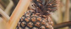 Preview wallpaper pineapple, fruit, tropical, plant, leaves