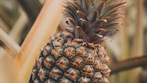 Preview wallpaper pineapple, fruit, tropical, plant, leaves