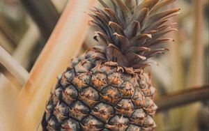 Preview wallpaper pineapple, fruit, tropical, plant, leaves
