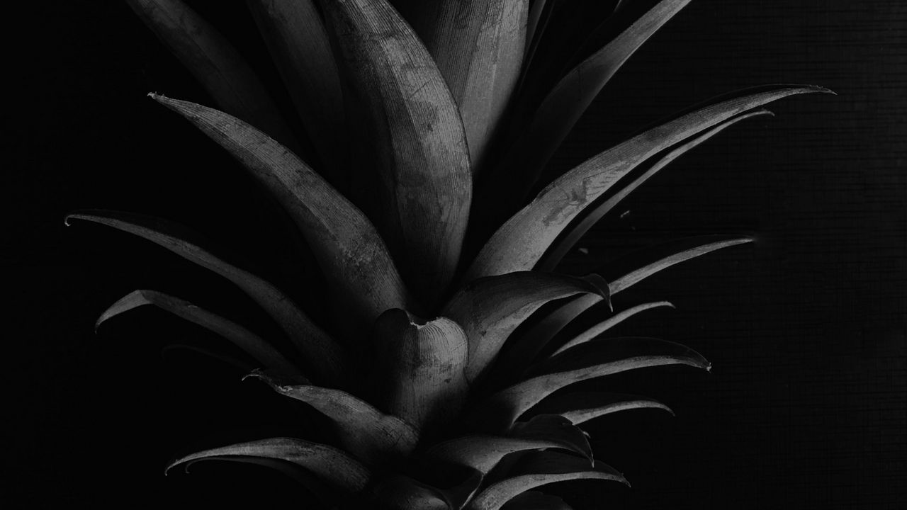 Wallpaper pineapple, leaves, bw