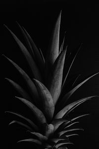 Preview wallpaper pineapple, leaves, bw