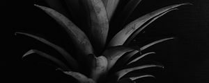 Preview wallpaper pineapple, leaves, bw