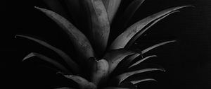 Preview wallpaper pineapple, leaves, bw