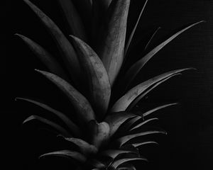 Preview wallpaper pineapple, leaves, bw
