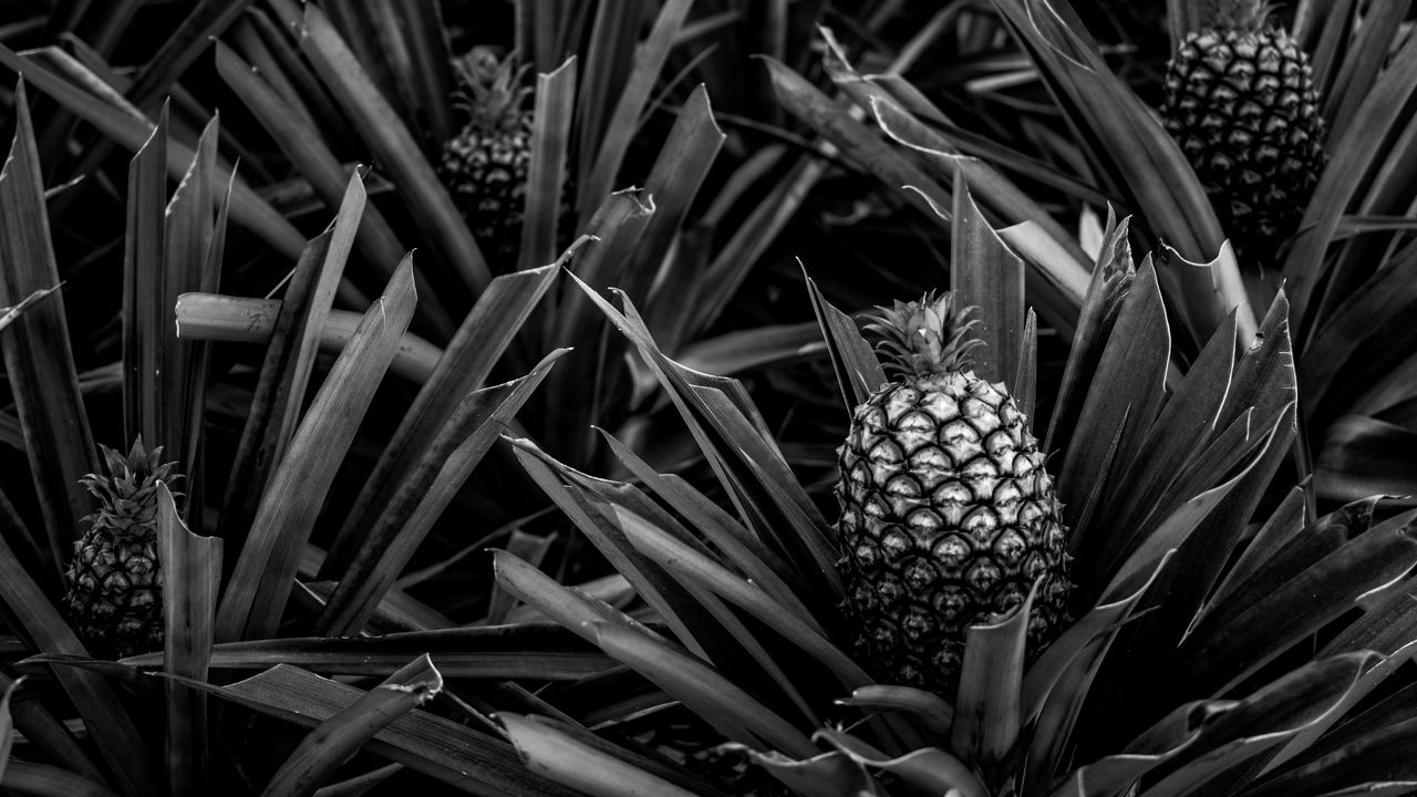 Wallpaper pineapple, leaves, fruit, black and white