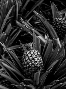 Preview wallpaper pineapple, leaves, fruit, black and white