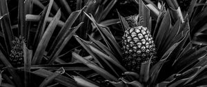 Preview wallpaper pineapple, leaves, fruit, black and white