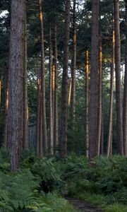 Preview wallpaper pines, fern, grass, path, trees