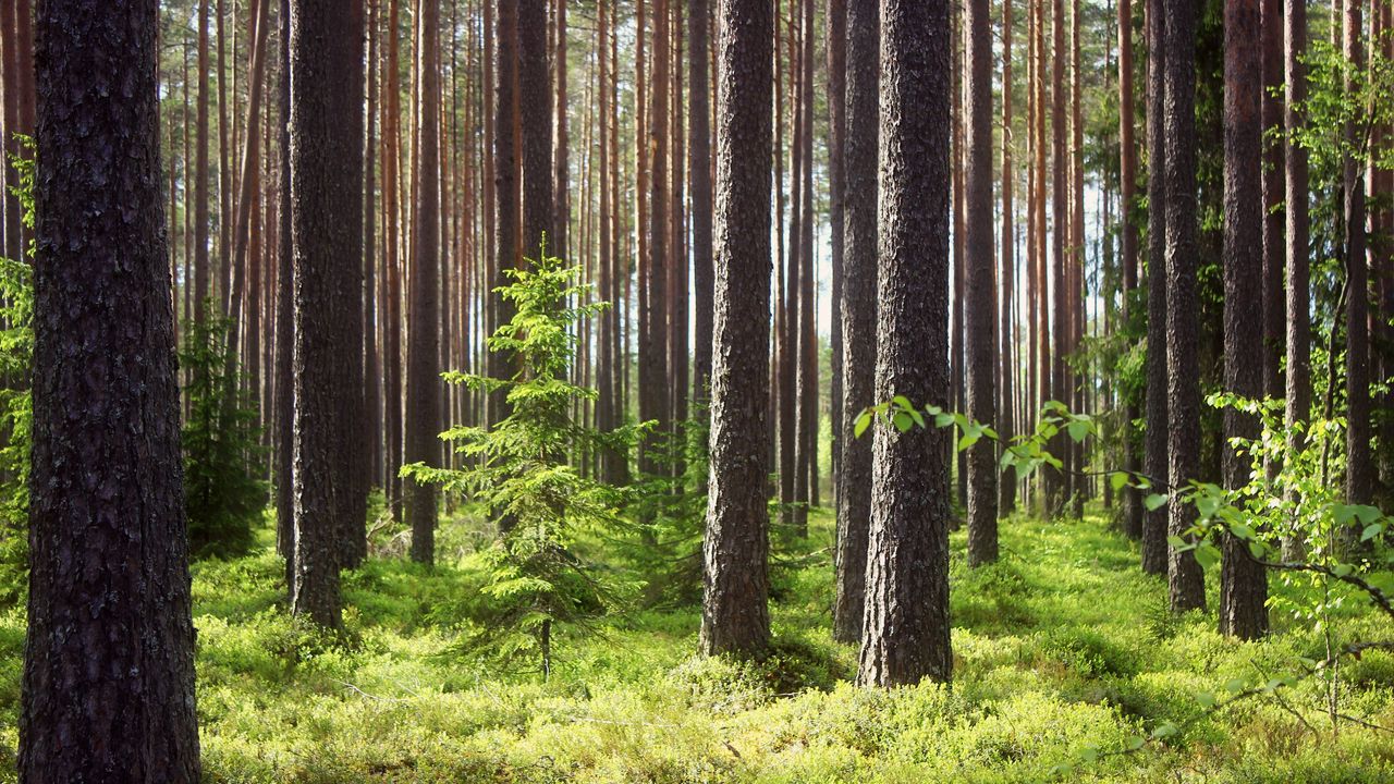 Wallpaper pines, fir-trees, wood, trunks, grass
