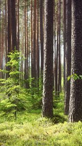 Preview wallpaper pines, fir-trees, wood, trunks, grass