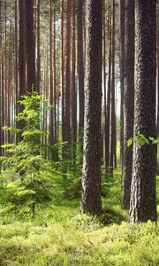 Preview wallpaper pines, fir-trees, wood, trunks, grass