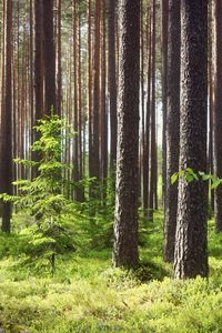 Preview wallpaper pines, fir-trees, wood, trunks, grass