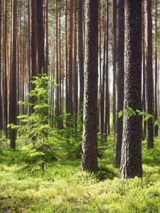 Preview wallpaper pines, fir-trees, wood, trunks, grass