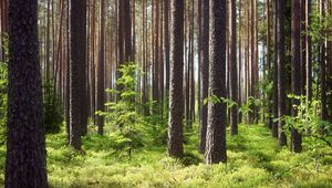 Preview wallpaper pines, fir-trees, wood, trunks, grass