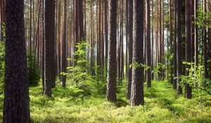 Preview wallpaper pines, fir-trees, wood, trunks, grass