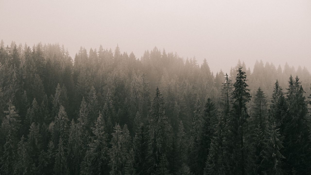 Wallpaper pines, forest, fog, trees