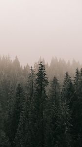 Preview wallpaper pines, forest, fog, trees