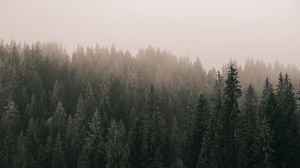 Preview wallpaper pines, forest, fog, trees