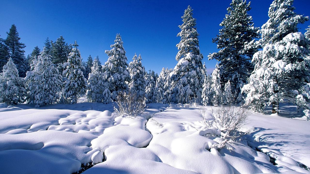 Wallpaper pines, snow, snowdrifts, river, water