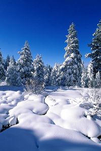 Preview wallpaper pines, snow, snowdrifts, river, water