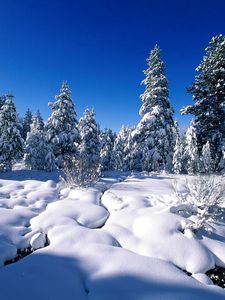 Preview wallpaper pines, snow, snowdrifts, river, water