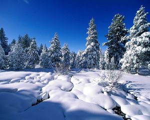 Preview wallpaper pines, snow, snowdrifts, river, water