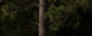 Preview wallpaper pines, trees, branches, bark