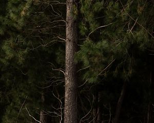 Preview wallpaper pines, trees, branches, bark