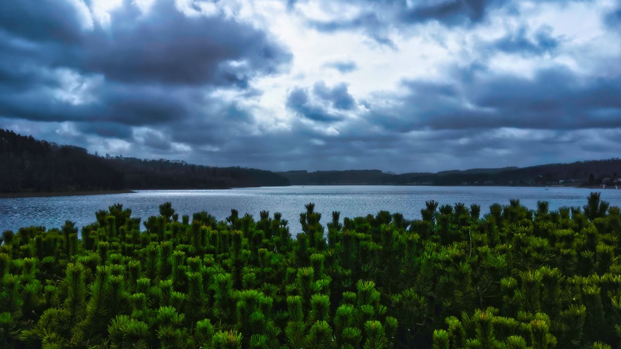 Wallpaper pines, trees, branches, lake, clouds, landscape