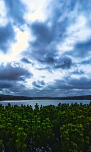 Preview wallpaper pines, trees, branches, lake, clouds, landscape