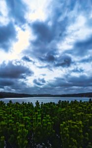 Preview wallpaper pines, trees, branches, lake, clouds, landscape