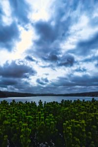 Preview wallpaper pines, trees, branches, lake, clouds, landscape