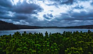 Preview wallpaper pines, trees, branches, lake, clouds, landscape