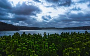 Preview wallpaper pines, trees, branches, lake, clouds, landscape