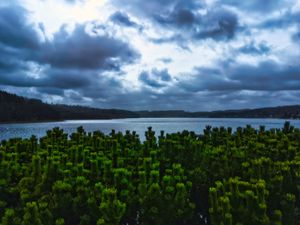 Preview wallpaper pines, trees, branches, lake, clouds, landscape