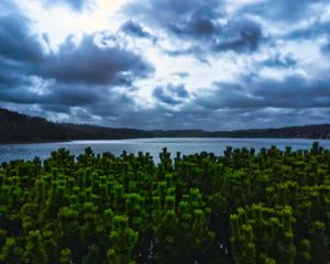 Preview wallpaper pines, trees, branches, lake, clouds, landscape