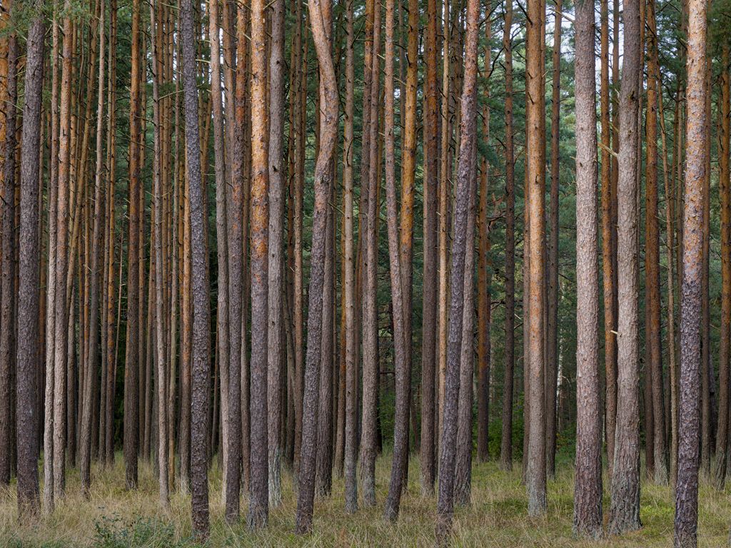 1024x768 Wallpaper pines, trees, forest, nature