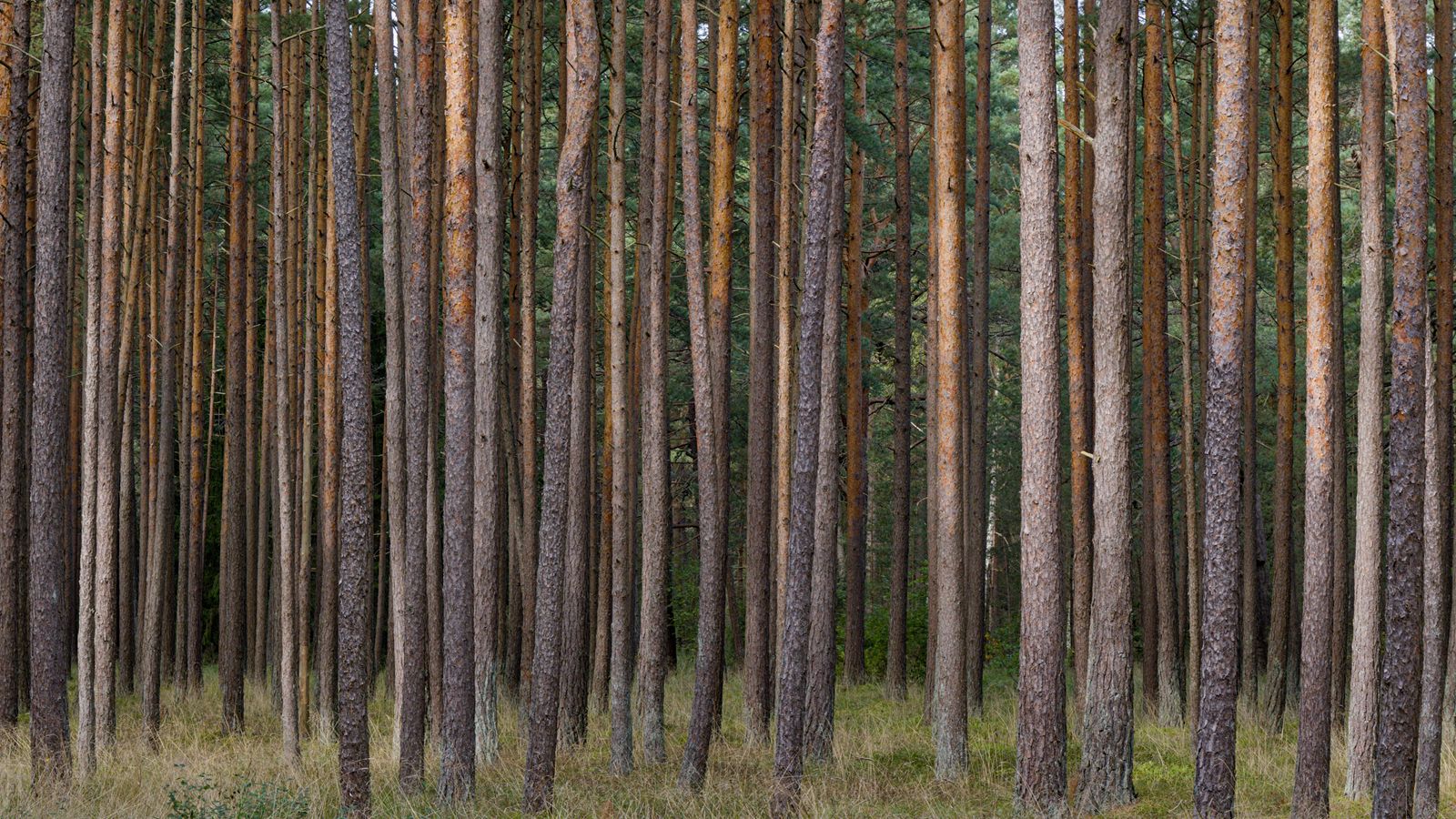 1600x900 Wallpaper pines, trees, forest, nature