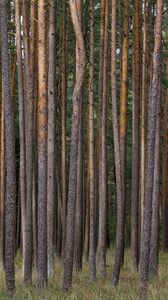 Preview wallpaper pines, trees, forest, nature