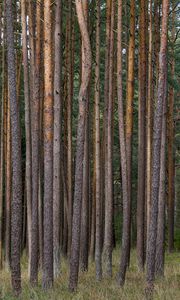Preview wallpaper pines, trees, forest, nature