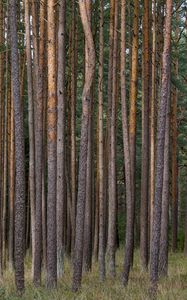 Preview wallpaper pines, trees, forest, nature