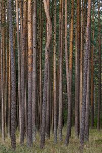 Preview wallpaper pines, trees, forest, nature