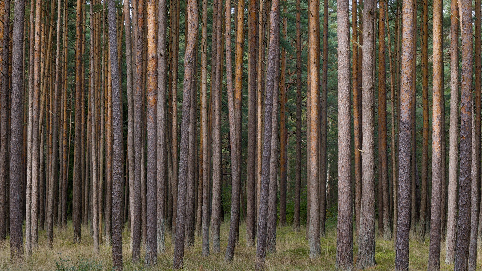 2048x1152 Wallpaper pines, trees, forest, nature